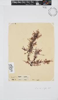 Polyzonia elegans image