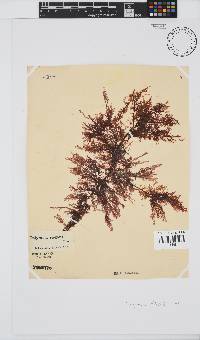 Polyzonia elegans image