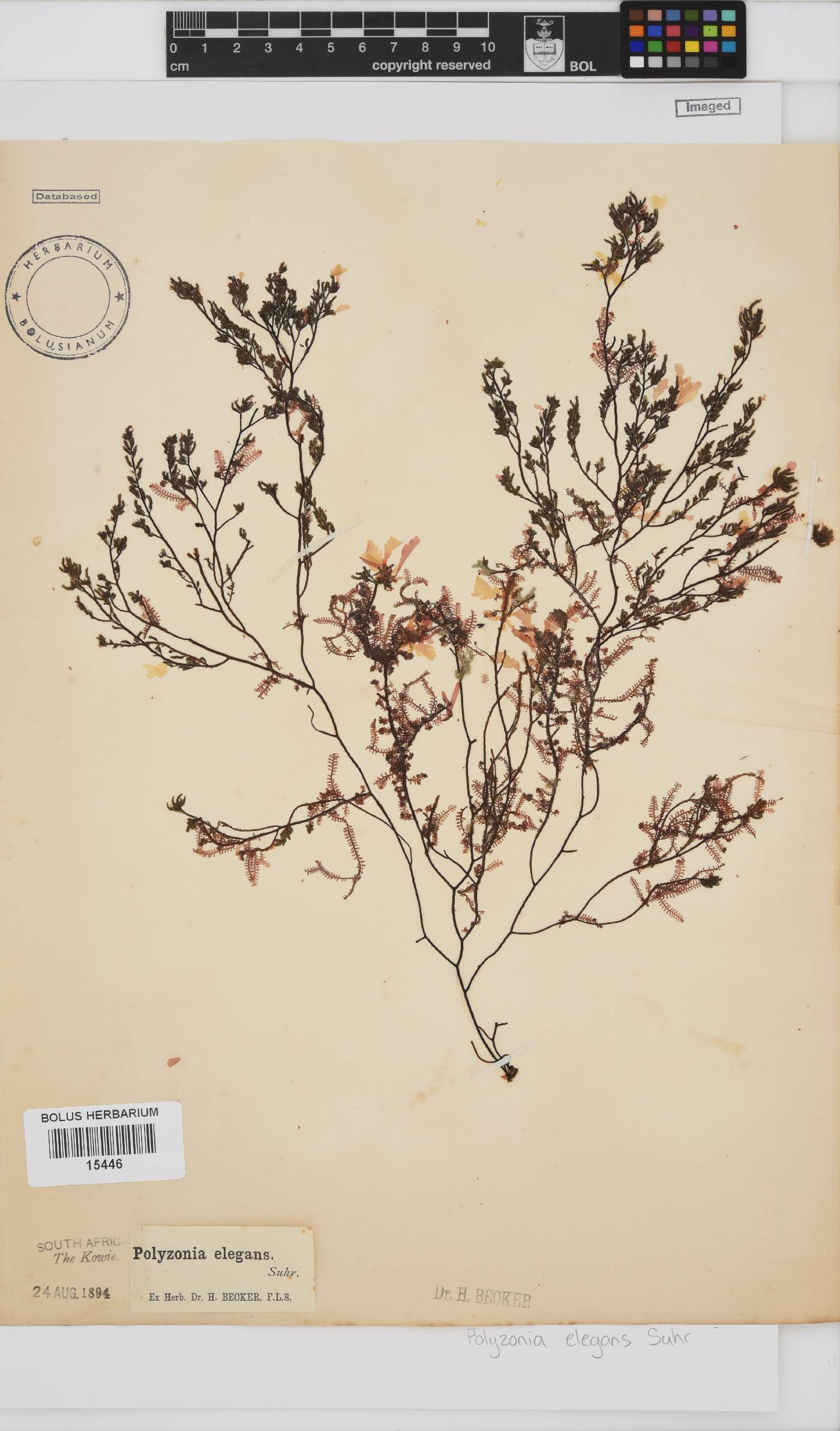 Polyzonia elegans image