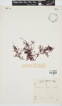 Polyzonia elegans image