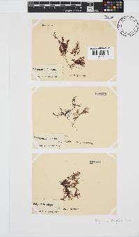 Polyzonia elegans image