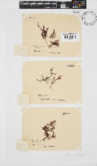 Polyzonia elegans image