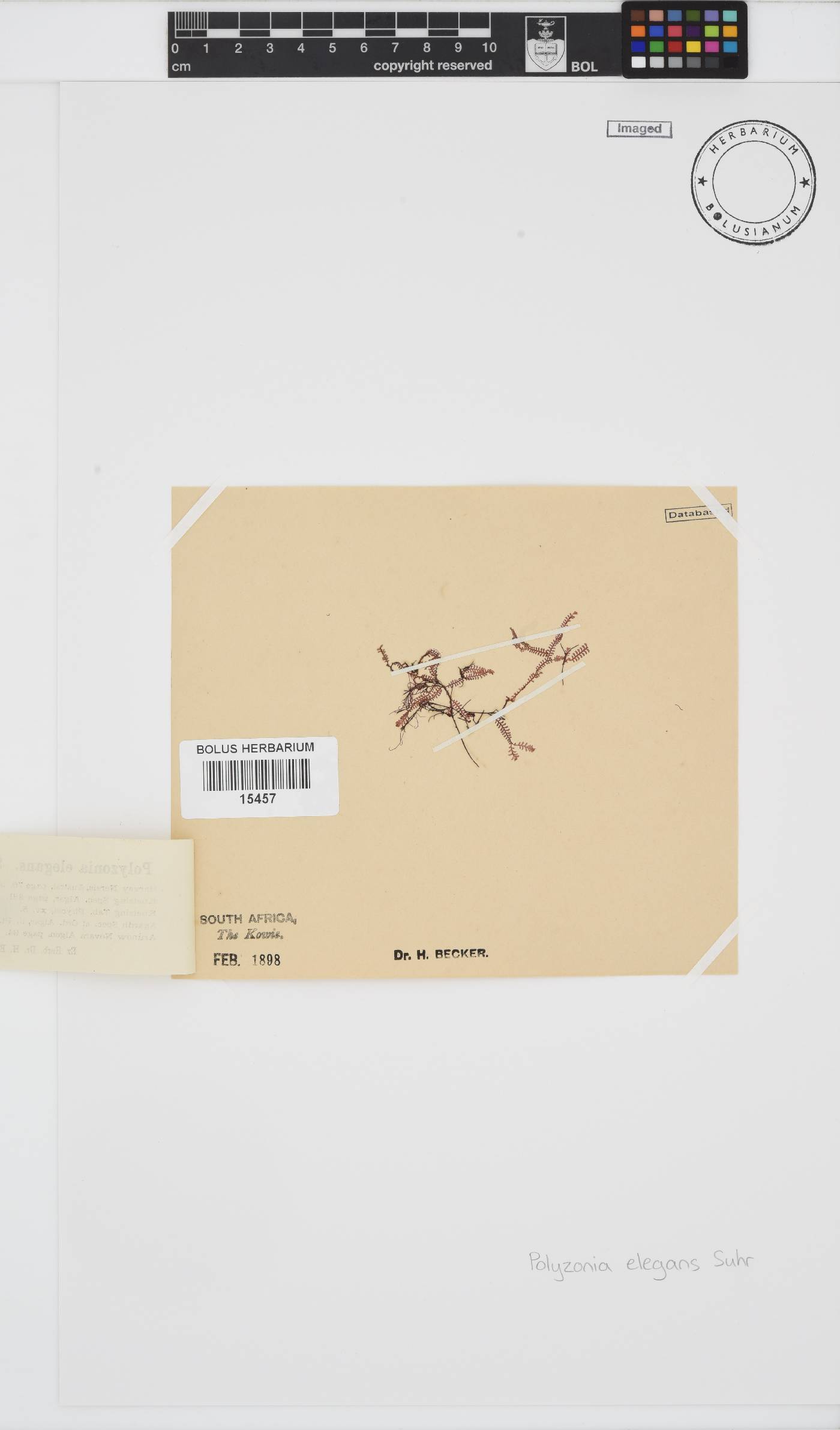 Polyzonia elegans image