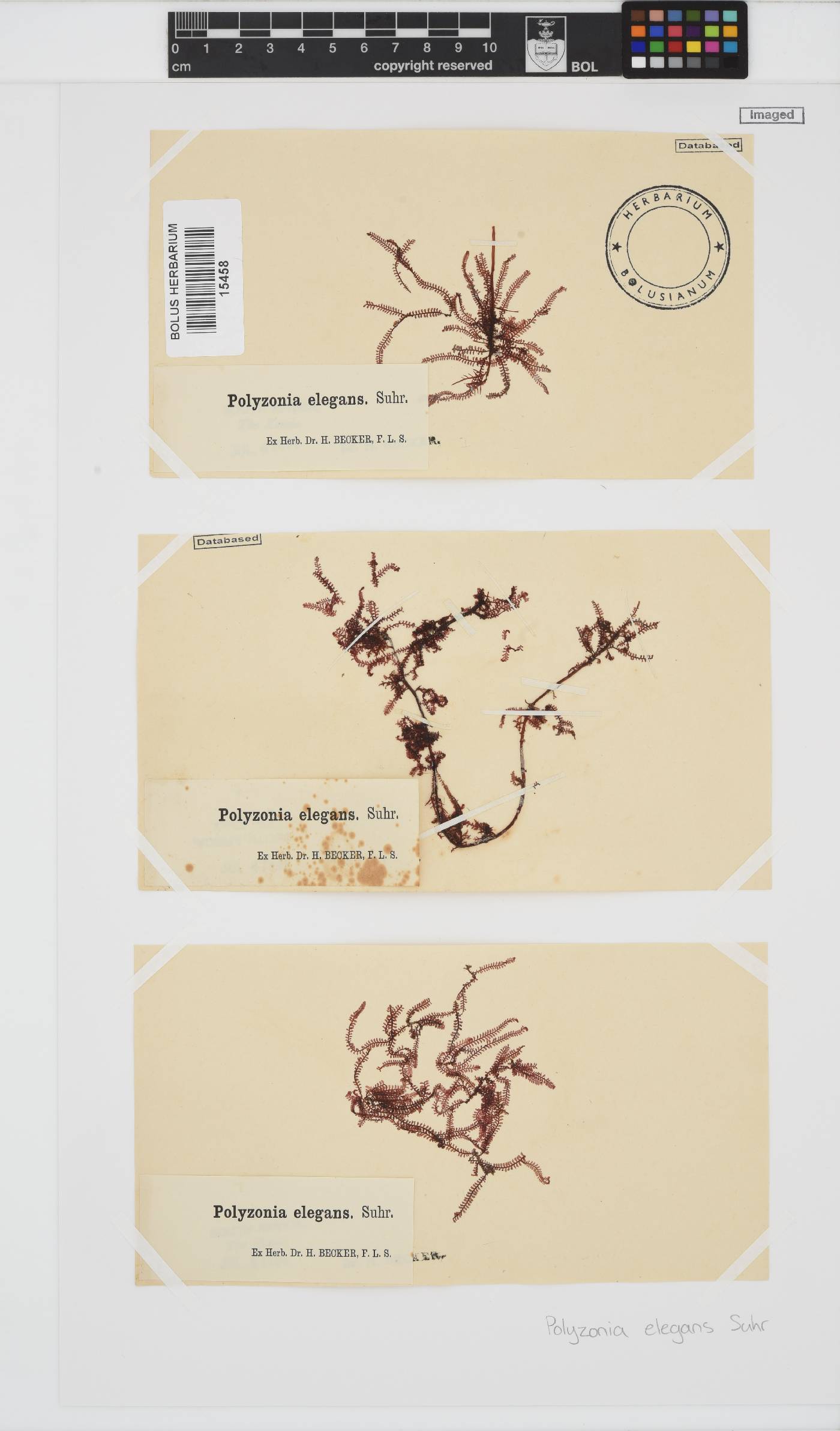 Polyzonia elegans image