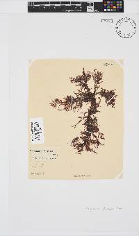 Polyzonia elegans image