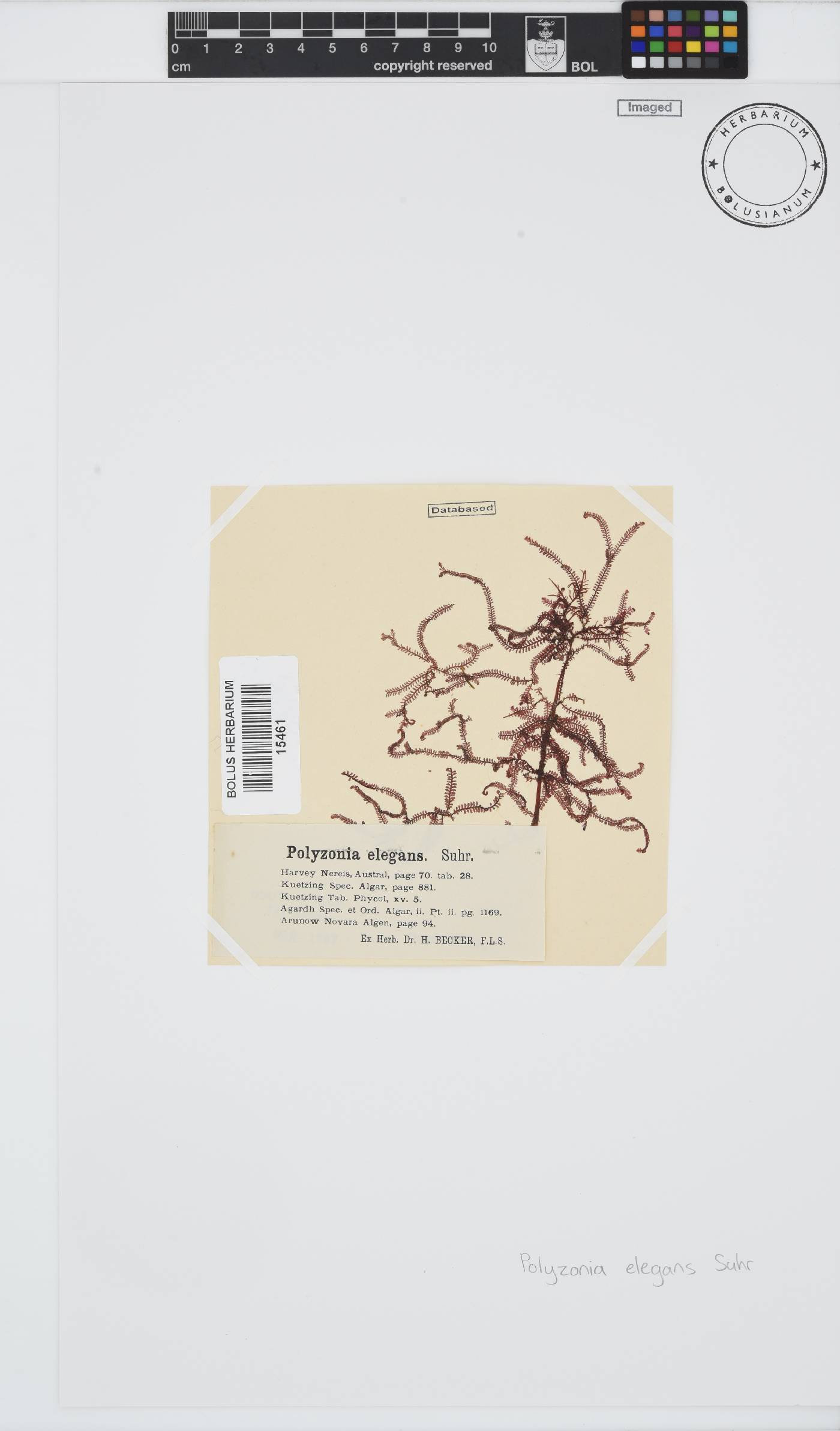 Polyzonia elegans image