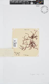 Polyzonia elegans image
