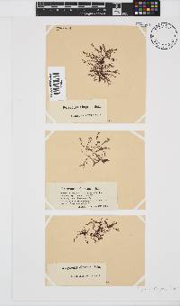 Polyzonia elegans image