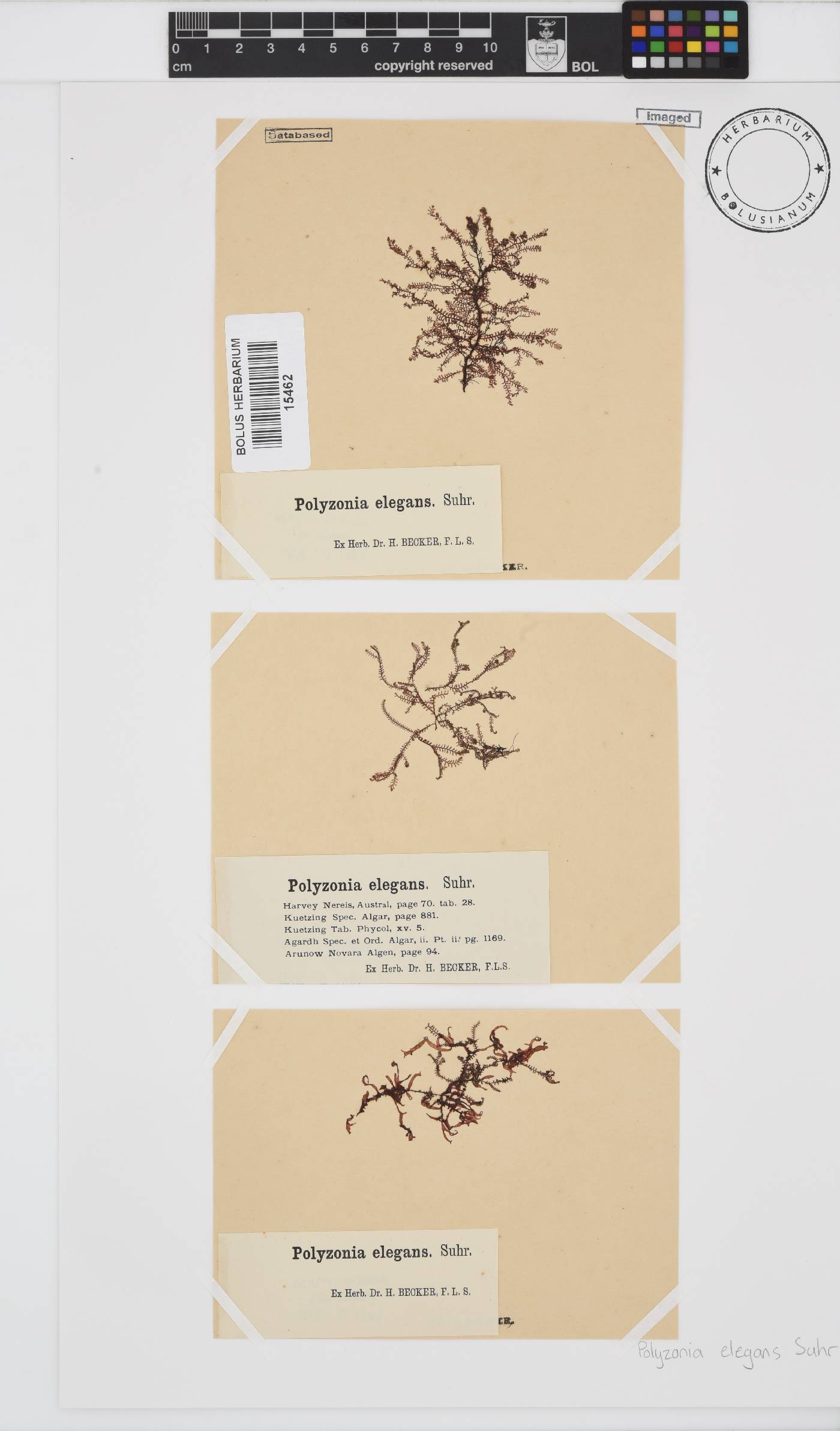 Polyzonia image