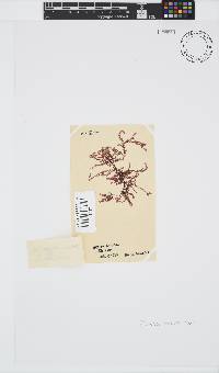 Polyzonia elegans image