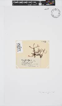 Polyzonia elegans image