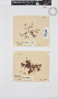 Polyzonia elegans image