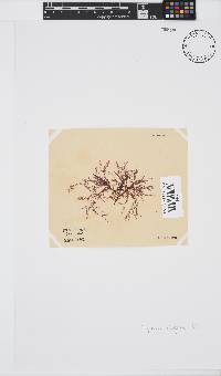 Polyzonia elegans image