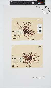 Polyzonia elegans image