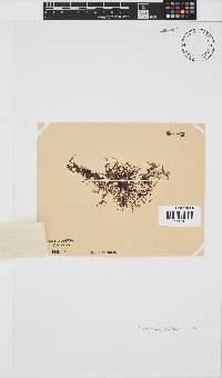Polyzonia elegans image