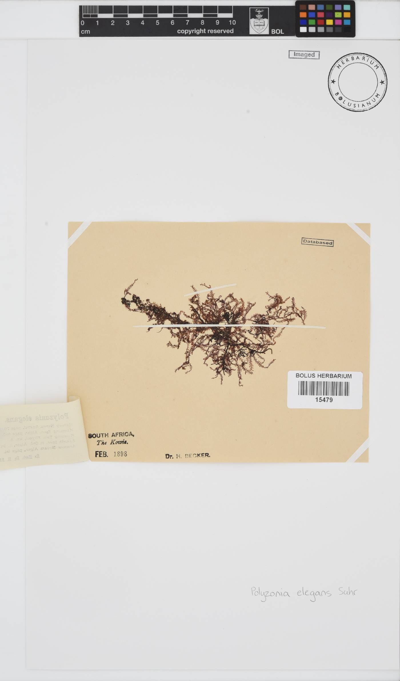 Polyzonia elegans image