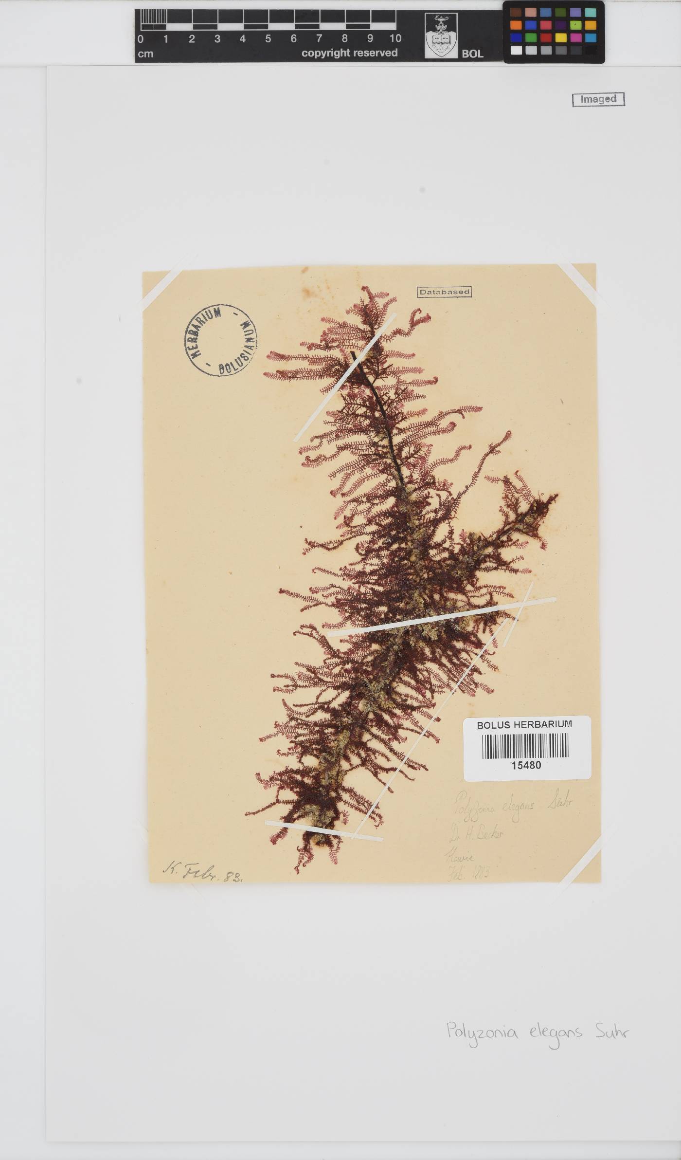 Polyzonia image