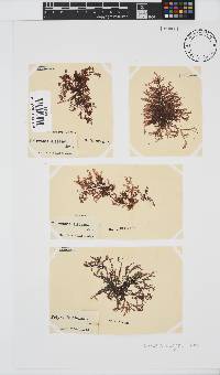 Polyzonia elegans image