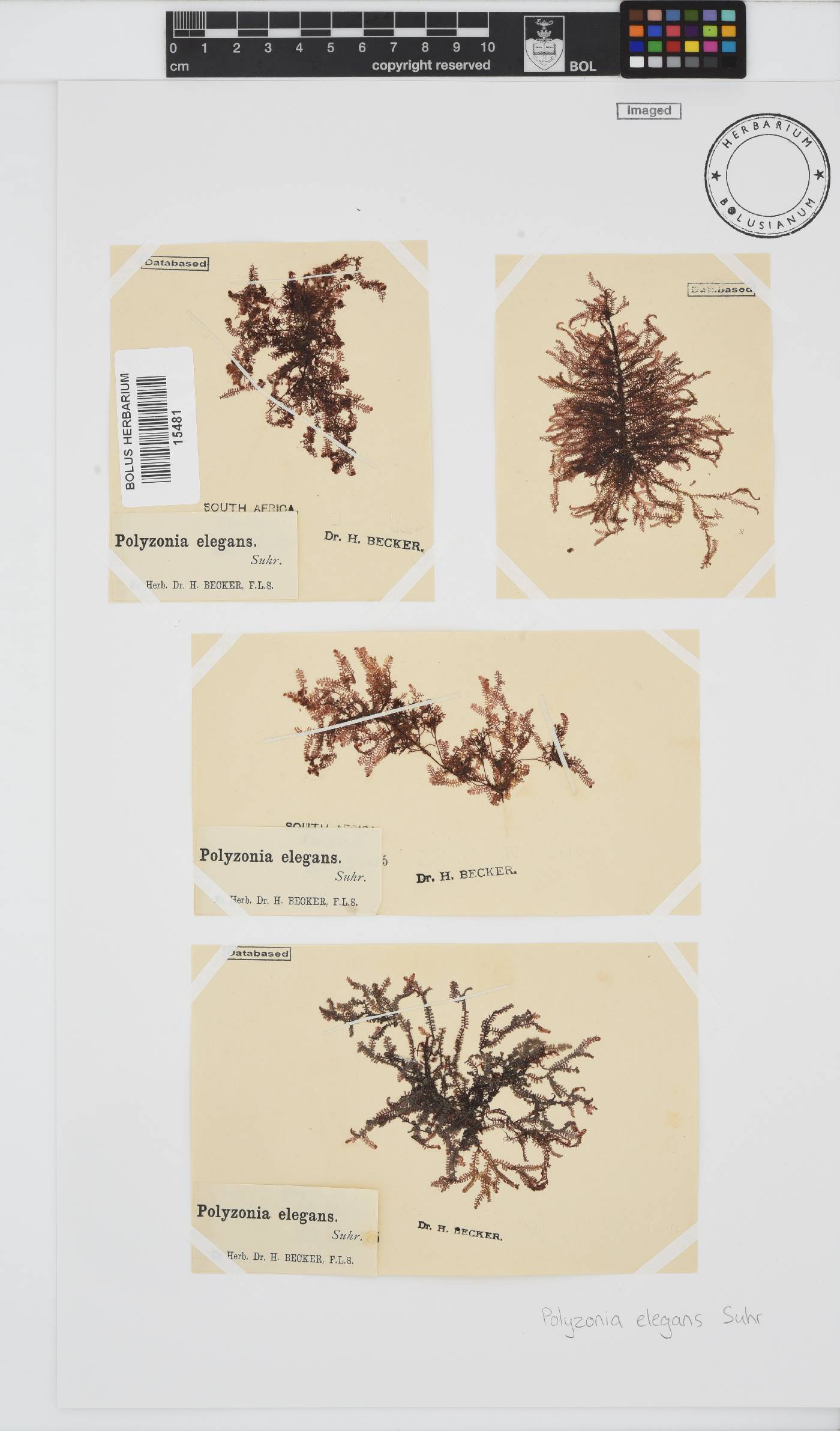 Polyzonia elegans image