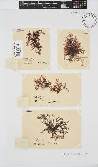 Polyzonia elegans image