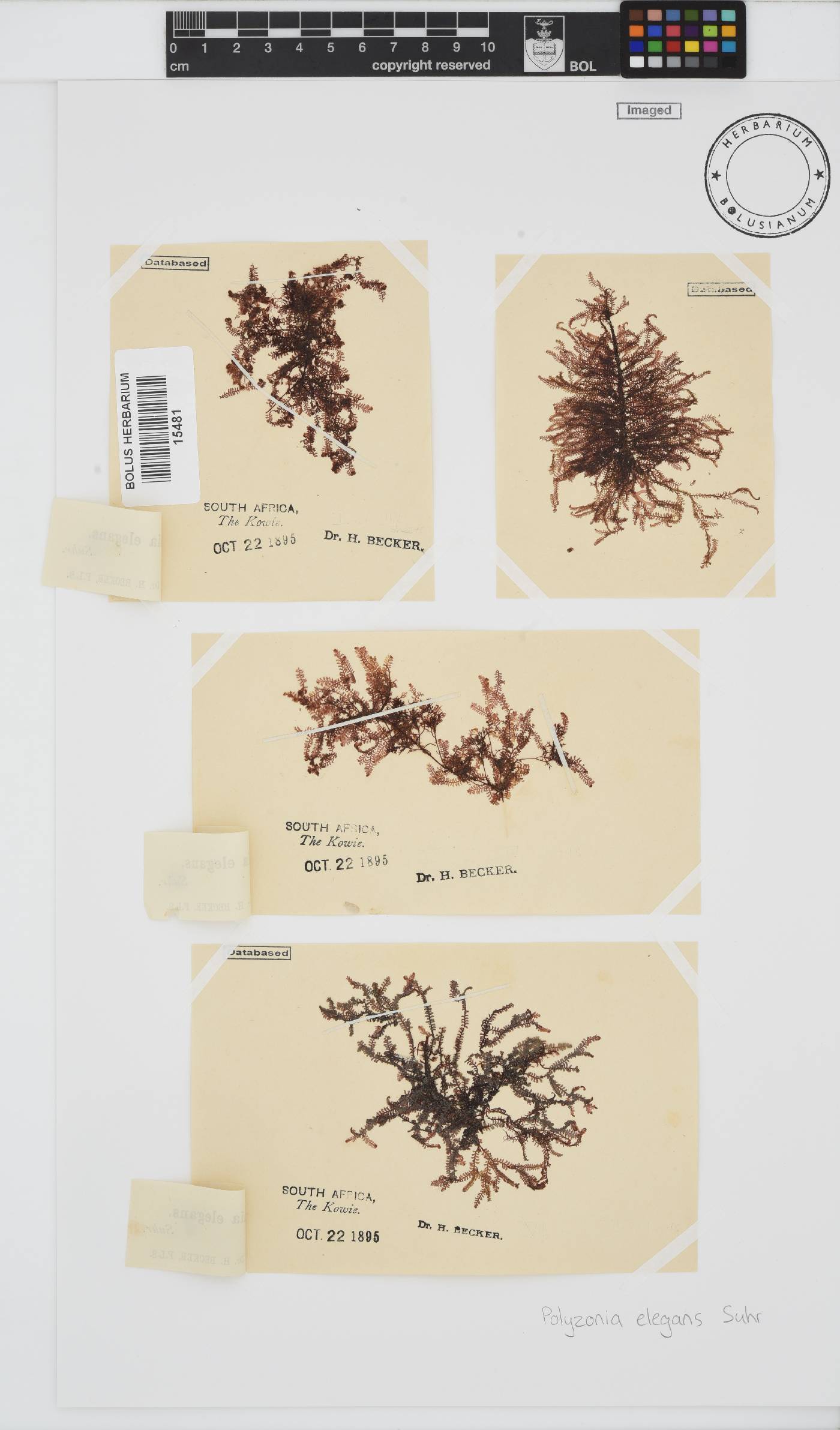Polyzonia elegans image