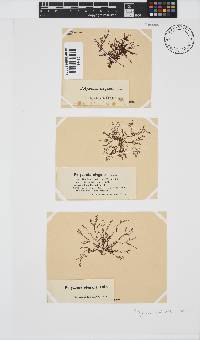 Polyzonia elegans image