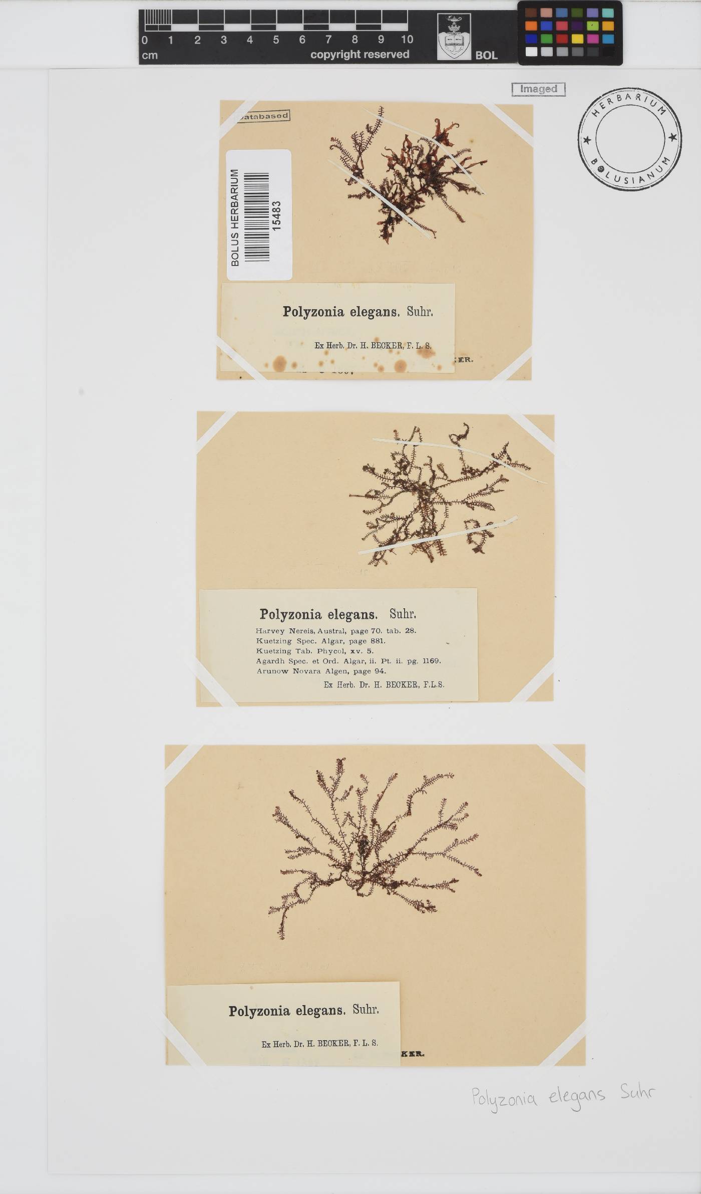 Polyzonia image