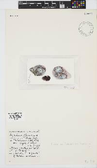 Image of Polysiphonia sertularioides