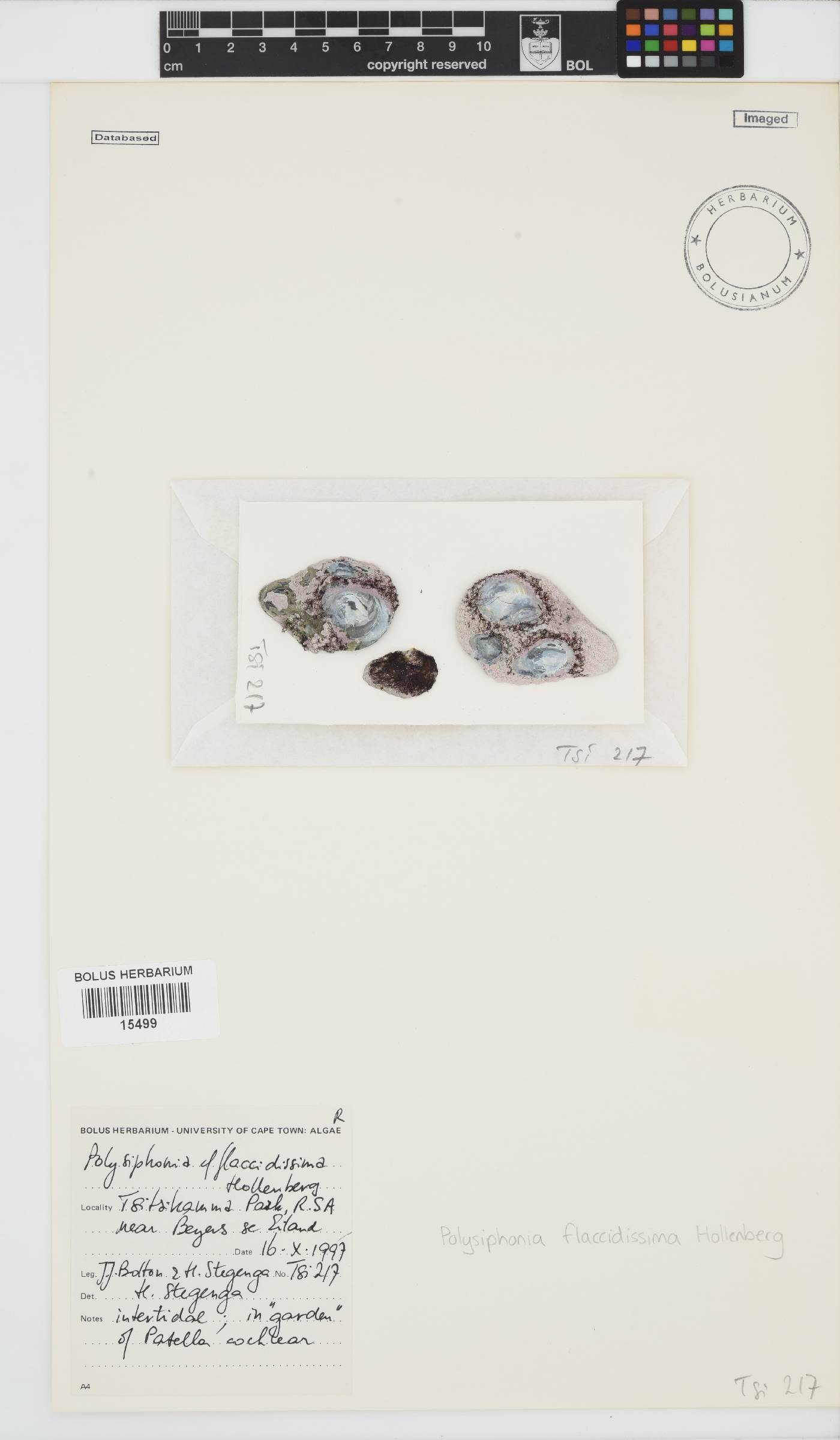 Polysiphonia sertularioides image