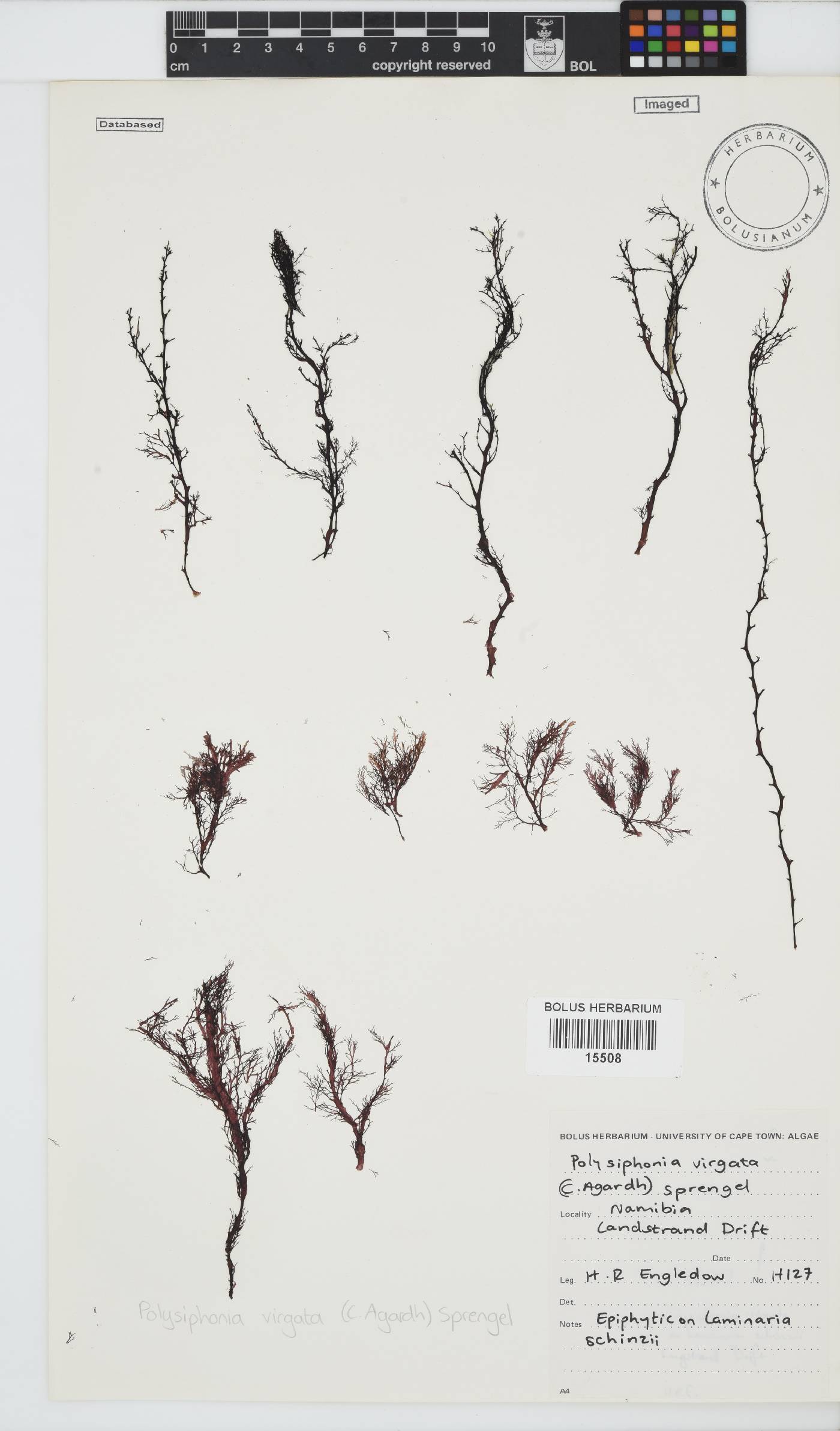 Carradoriella image