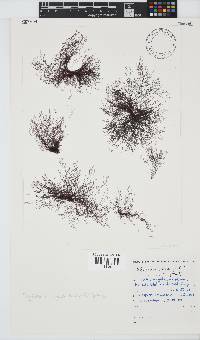 Carradoriella virgata image