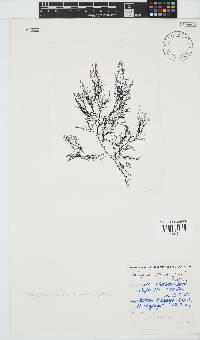Carradoriella virgata image