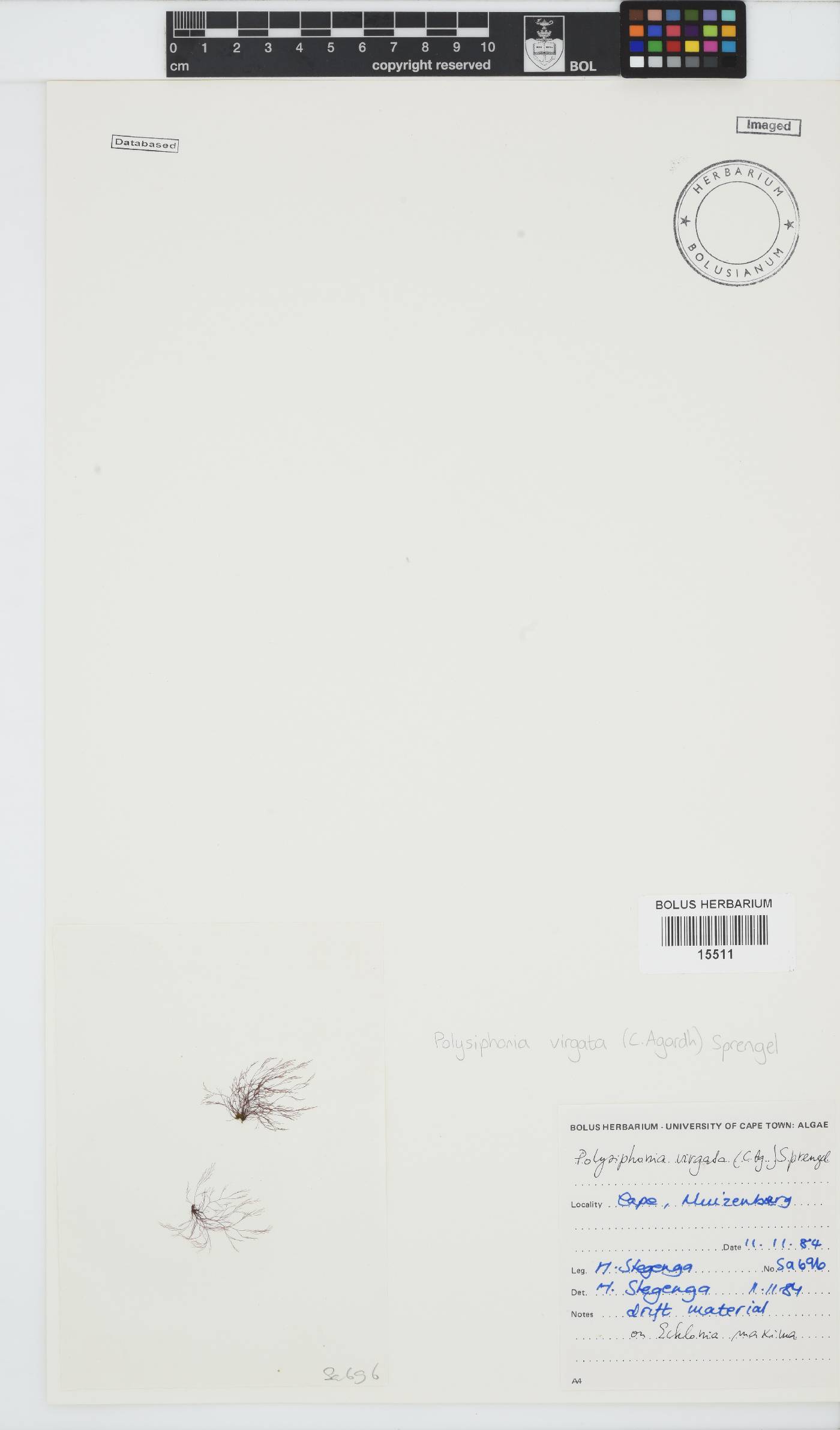 Carradoriella virgata image
