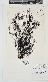 Carradoriella virgata image