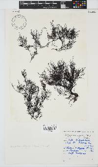Carradoriella virgata image