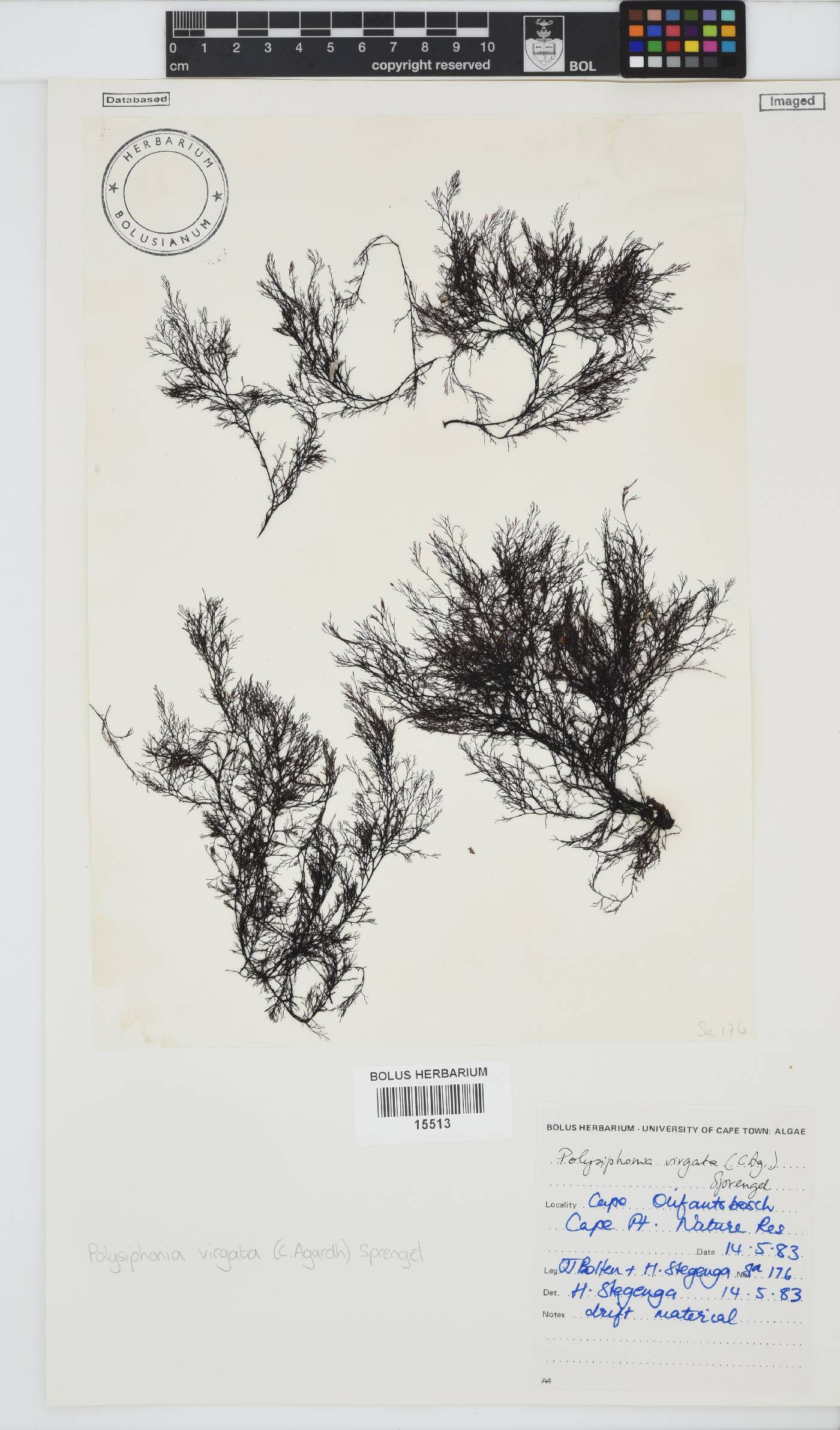 Carradoriella virgata image