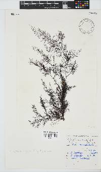 Carradoriella virgata image