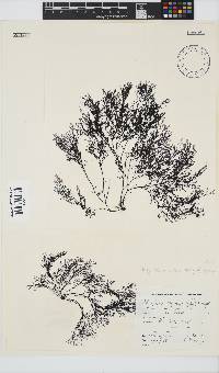 Carradoriella virgata image