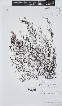 Carradoriella virgata image