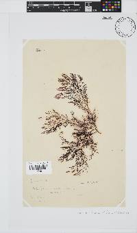 Carradoriella virgata image