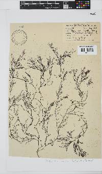 Carradoriella virgata image