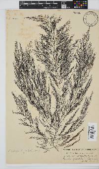 Carradoriella virgata image