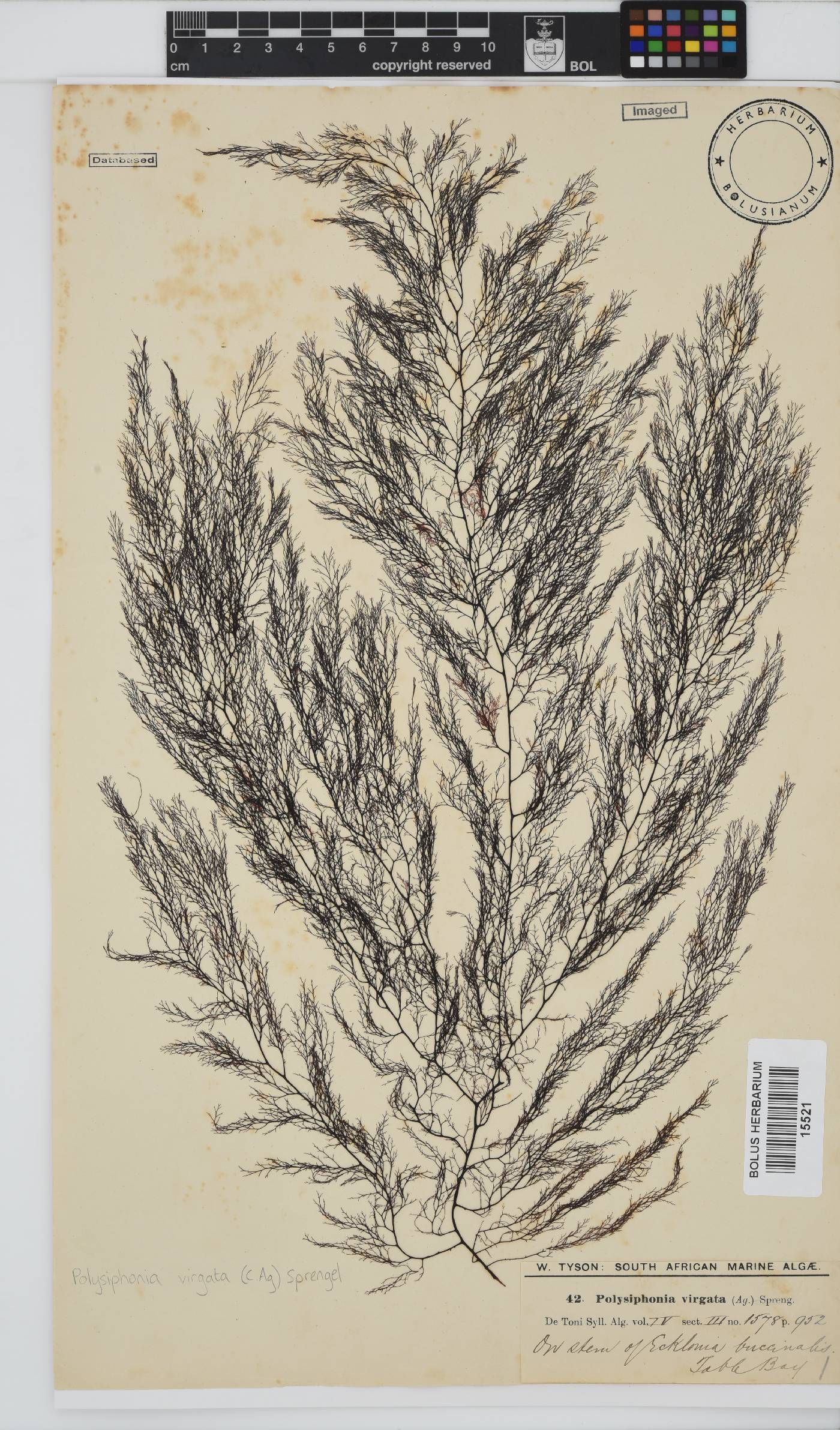 Carradoriella virgata image