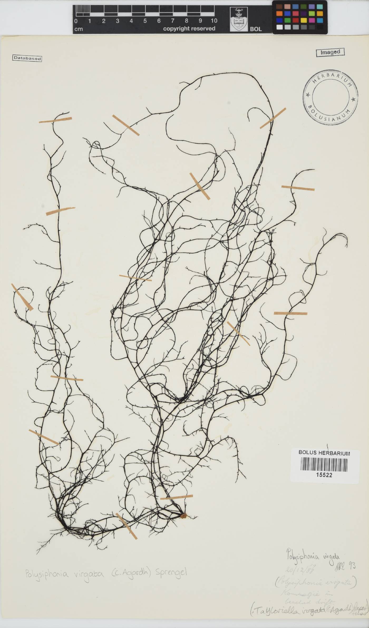 Carradoriella virgata image