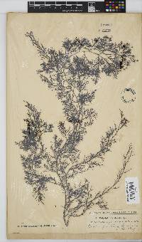 Carradoriella virgata image