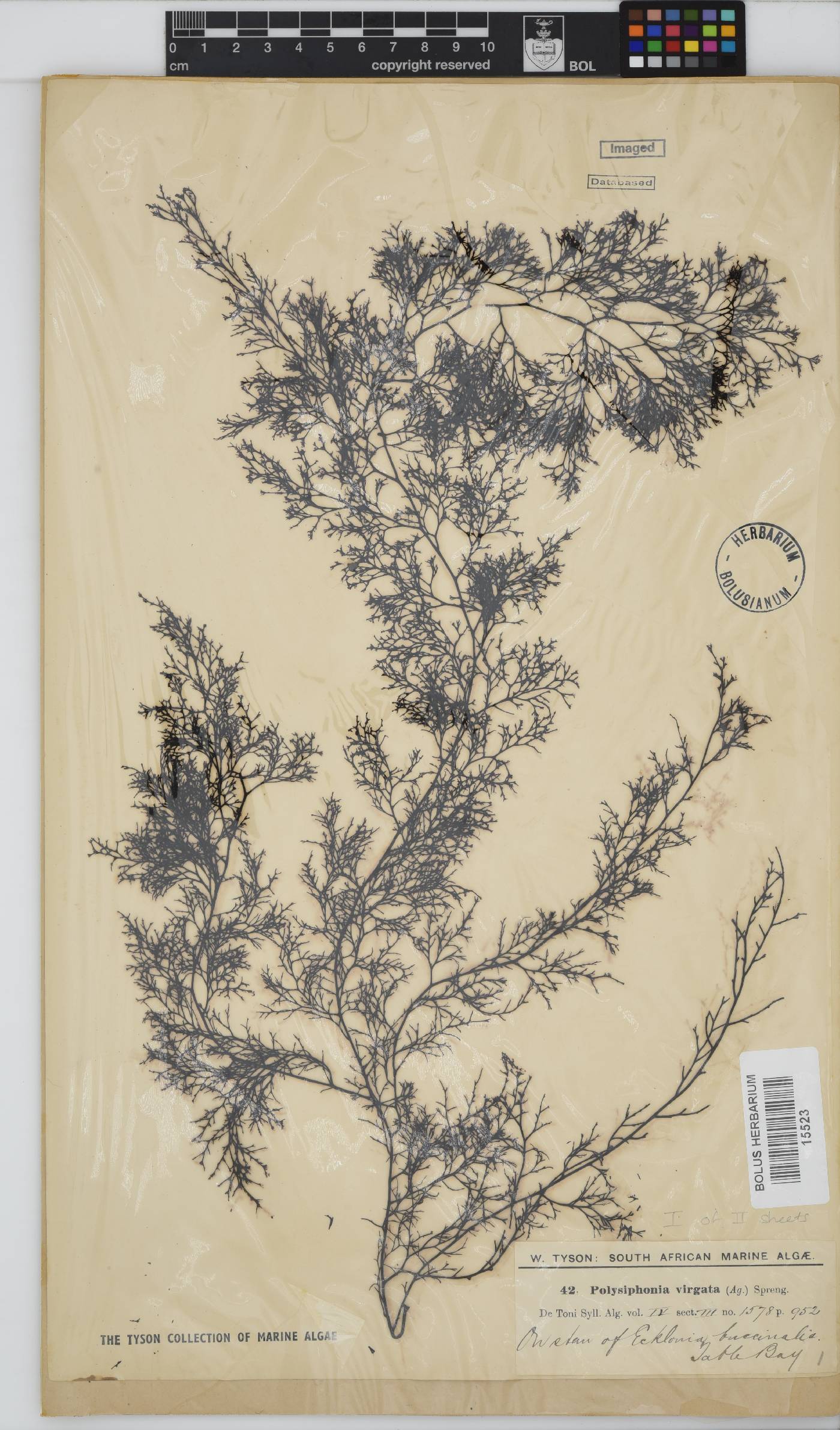 Carradoriella virgata image