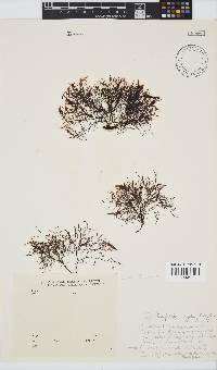 Carradoriella virgata image