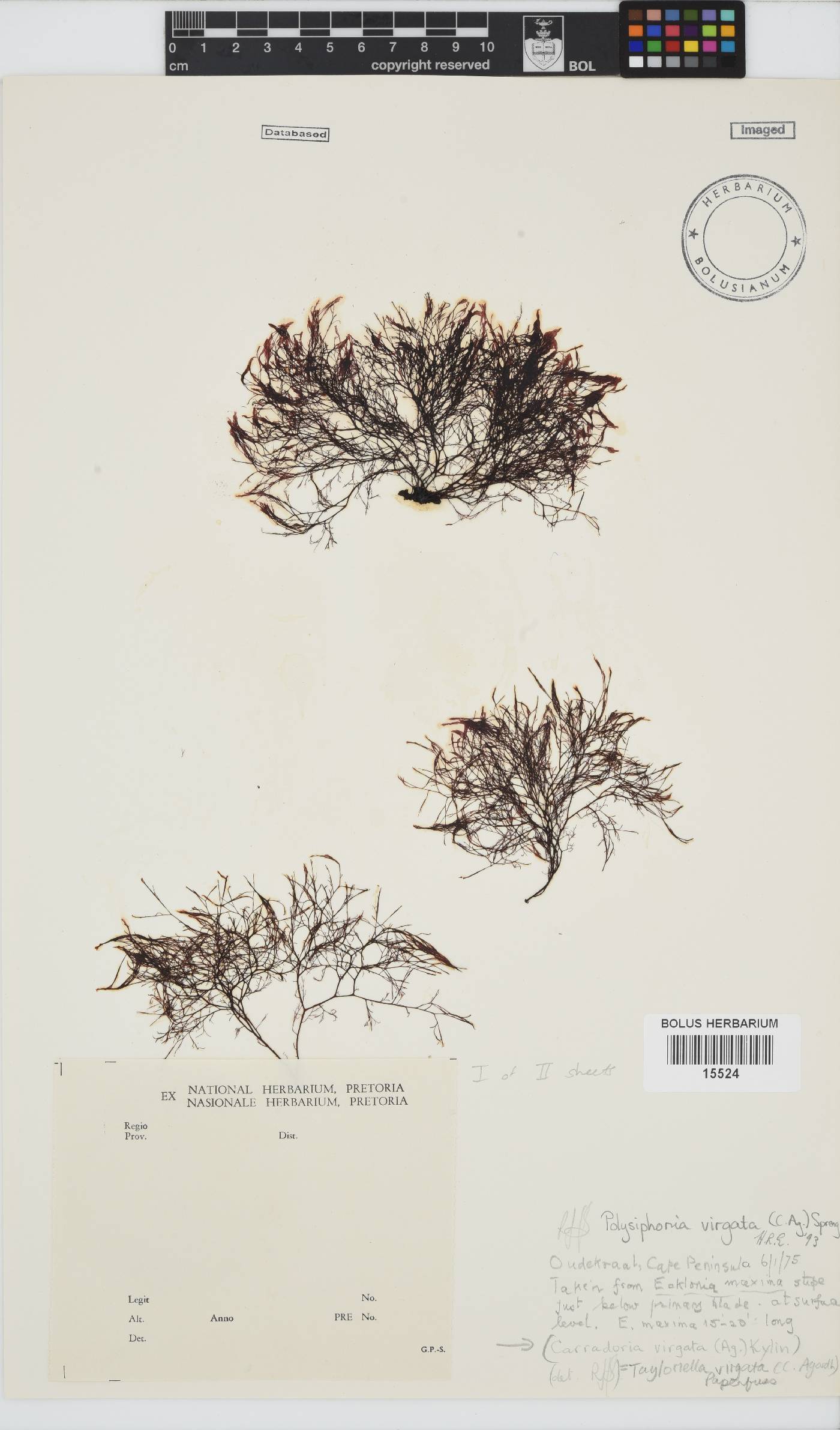 Carradoriella virgata image