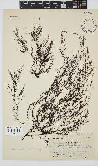 Carradoriella virgata image