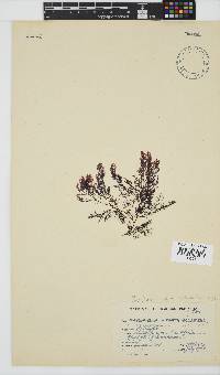 Carradoriella virgata image